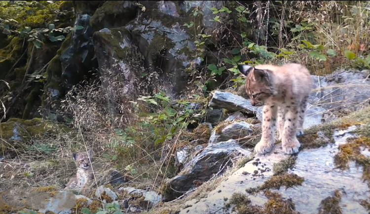 Fotopast na Šumavě unikátně zachytila vzácnou hru rysích dvojčat i jejich matku