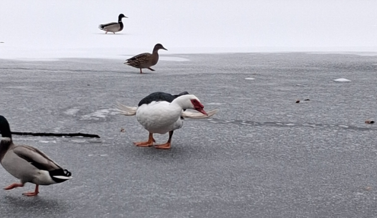 Kauza turnovský kačer: nepotřebuje zachránit. Nejlíp mu bude, kde je, říká Archa Zoo