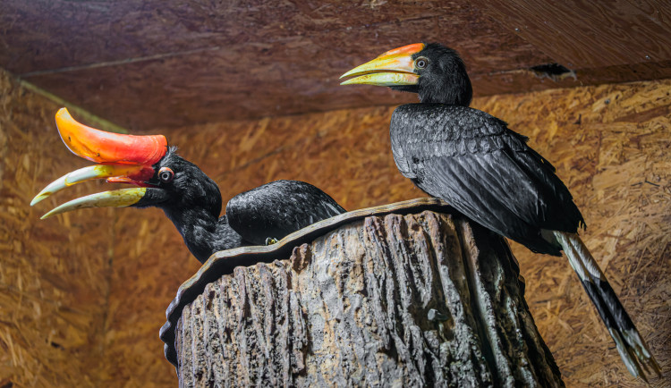 Zoo Praha slaví světový rekord. Odchovala 18 mláďat dvojzoborožce nosorožčího