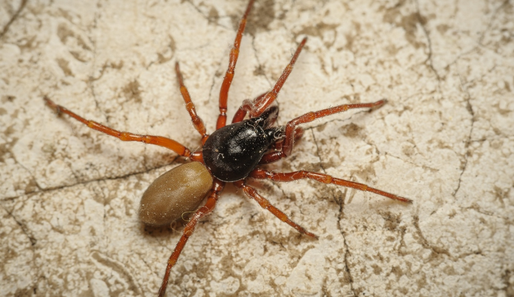 Samice nového, nepohlavně se rozmnožujícího druhu pavouka Dysdera parthenogenetica objevená na pražském Petříně.