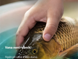 Praha zahájila kampaň za lepší zacházení s kapry, upozorňuje na jejich trápení při držení ve vaně nebo vypouštění do řek