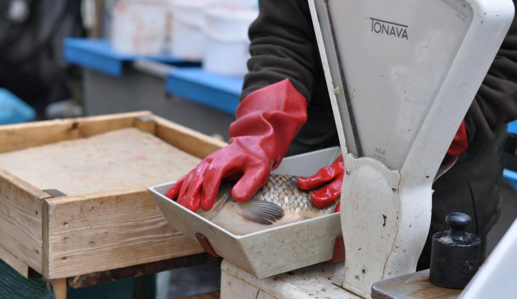 Praha zahájila kampaň za lepší zacházení s kapry, upozorňuje na jejich trápení při držení ve vaně nebo vypouštění do řek