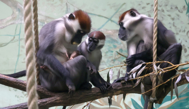 Hodonínská zoo má druhé mládě vzácného mangabeje, narodilo se na začátku prosince