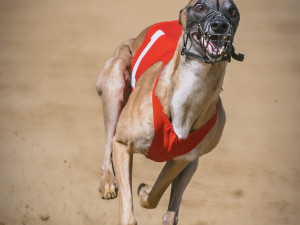 Bianca Brechwald-Walk