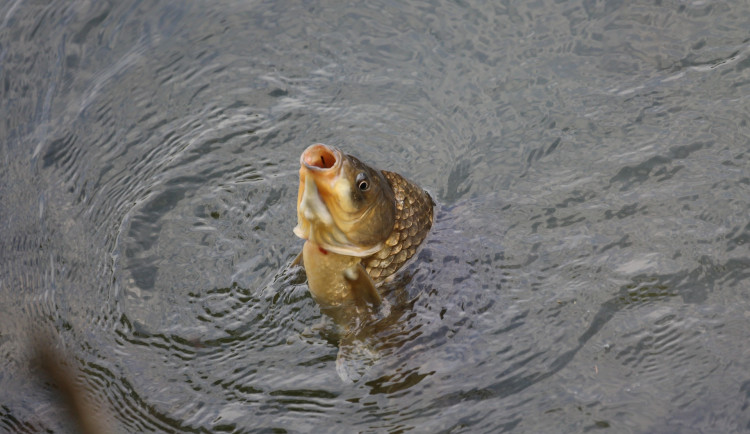 Dobrý úmysl, vážné následky. Vánoční kapr do tůně nepatří, připomínají odborníci