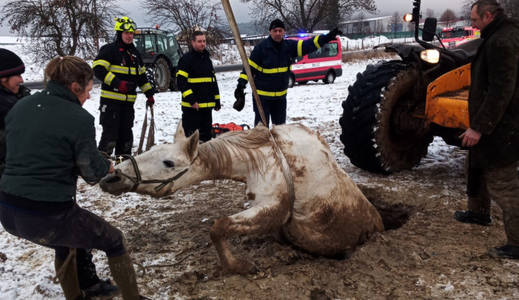 Zvířata v nouzi. Hasiči přes svátky zachraňovali kočky, psa i kobylu