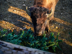 Zábava i svačina. Zvířata v Zoo Praha dostanou neprodané vánoční stromky