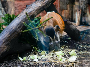 Zábava i svačina. Zvířata v Zoo Praha dostanou neprodané vánoční stromky