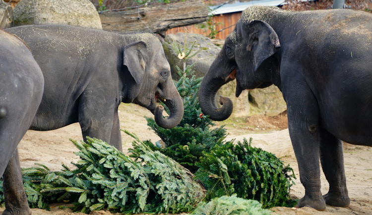 Zvířata v Zoo Praha dostanou neprodané vánoční stromky