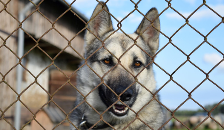 Ohňostroj za každou cenu. Kyjov kvůli němu zrušil stanici pro odchycené psy
