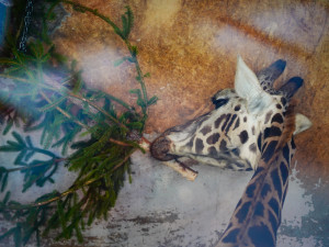 FOTO: Přetahovaná o vánoční strom. Zvířata v Zoo Praha se také dočkala nadílky