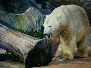 FOTO: Přetahovaná o vánoční strom. Zvířata v Zoo Praha se také dočkala nadílky