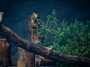 FOTO: Přetahovaná o vánoční strom. Zvířata v Zoo Praha se také dočkala nadílky
