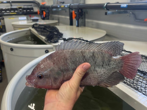 Střední rybářská škola otevřela novou aquaponickou učebnu