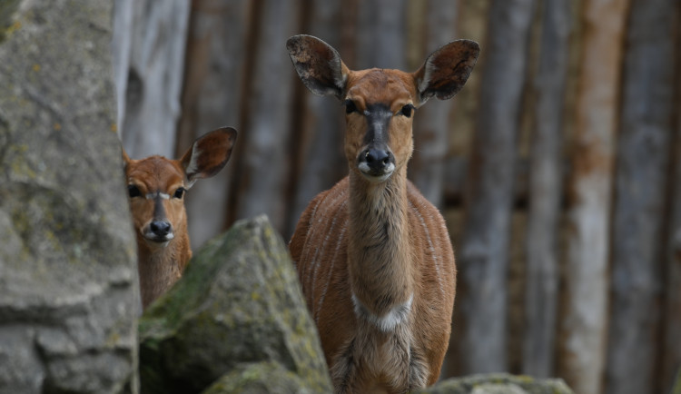 Do Zoo Jihlava přišlo vloni skoro 350 tisíc lidí. Provoz komplikovala tři onemocnění