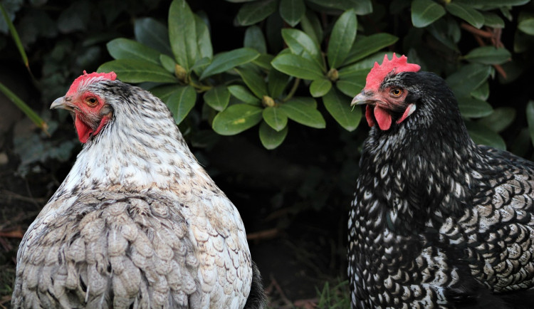 Na Blanensku udeřila ptačí chřipka, v malochovu uhynulo jedenáct slepic