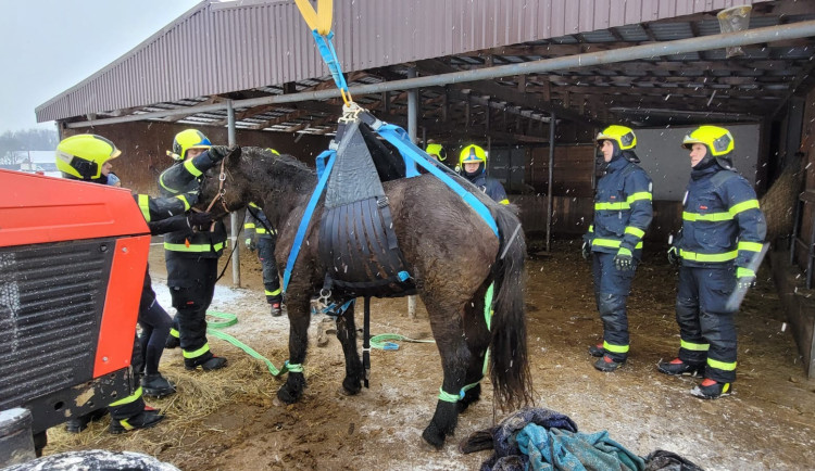 Záchrana kobyly Emilie zaměstnala hasiče, klisna upadla a nedokázala sama vstát