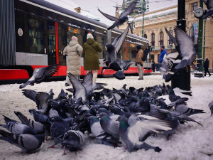 FOTO: Běžkařský trénink i dopravní kolaps. Sníh přinesl do Prahy radosti i trable
