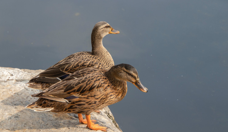 V Libereckém kraji byl potvrzen výskyt ptačí chřipky. U kachen v Jablonci nad Nisou