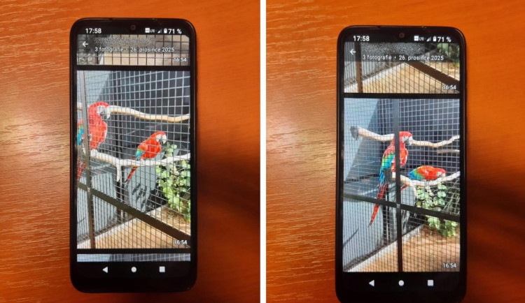 Za papoušky ara zaplatil muž ze Semilska 60 tisíc. Zůstaly mu jen jejich fotky