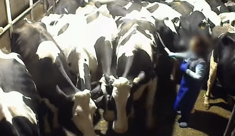 Aktivisté zveřejnili násilné záběry z farem na Moravě, ubližovali tam kravám i telatům