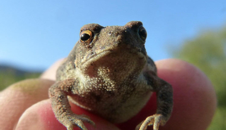 Liberecký kraj žádá o dotaci, aby mohl přenášet obojživelníky přes silnice