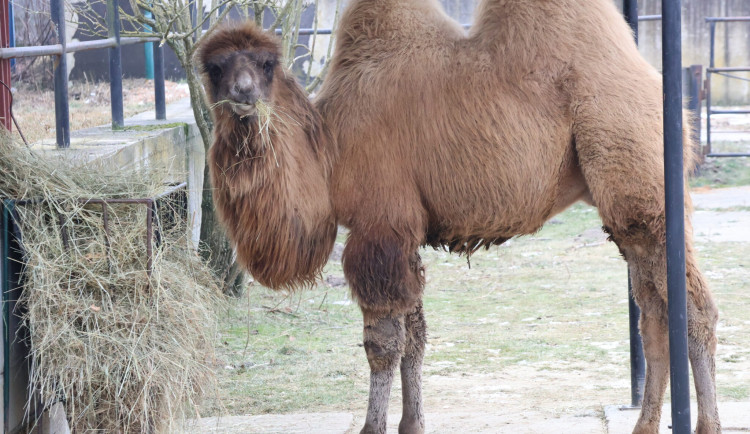 Velbloudí mládě z Hodonína přišlo o matku. Zoo musela změnit chovné plány