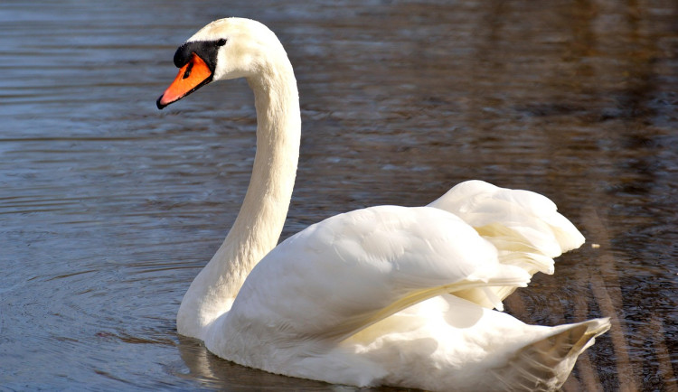 Ptačí chřipka na hradeckém písníku: zbytek labutí opustil lokalitu, monitorování pokračuje