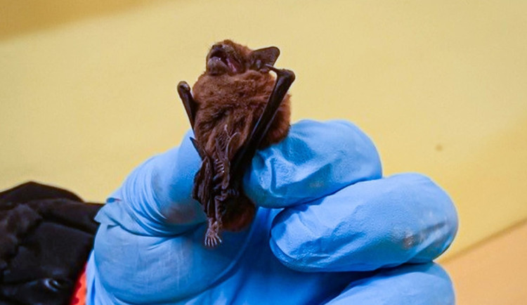 Nezvaní hosté vnikli do útrob školy, spustili alarm a překvapili i zasahující strážníky