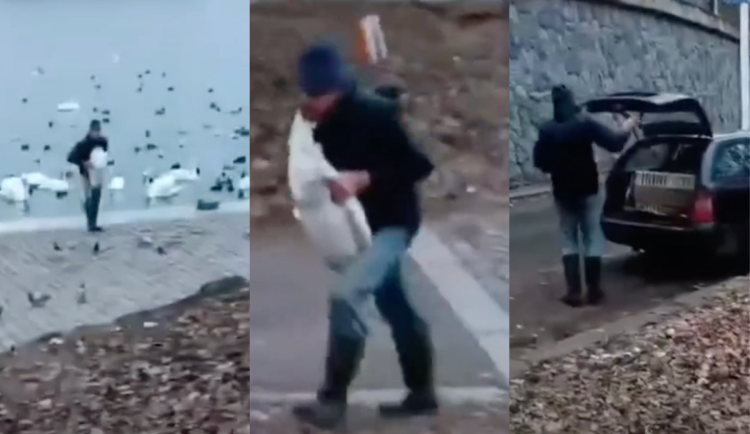 Muž si do auta odnesl dvě labutě.