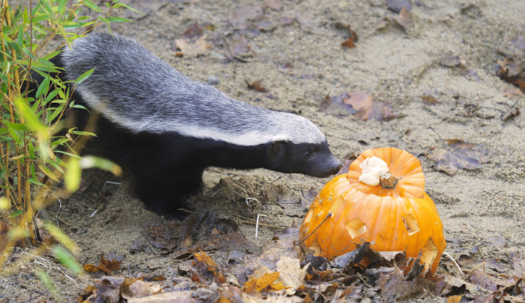 Seznamte se s medojedy. Chovatelé už znají pohlaví letních přírůstků v olomoucké zoo