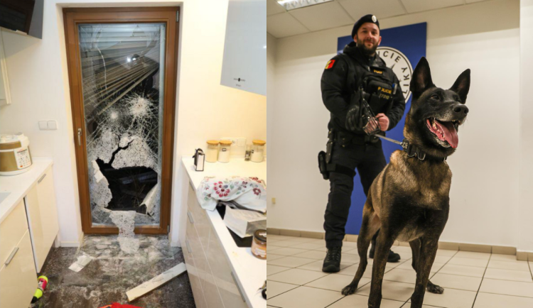 Harley muže rychle vyčmuchal.