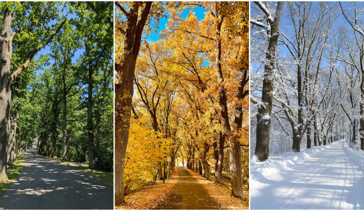 Babylonská alej zabodovala v populární anketě. V rámci kraje i celorepublikově