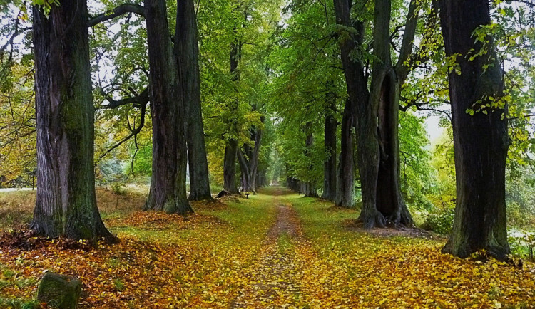 Alejí roku 2025 je lipová alej v Libereckém kraji vedoucí k Lemberku