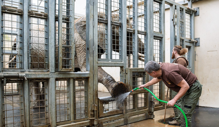Když nemají slonice v Safari Parku ve Dvoře Králové náladu, necvičí