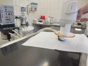 Žádný pacient není příliš malý. Veterináři pražského útulku operovali i křečíka