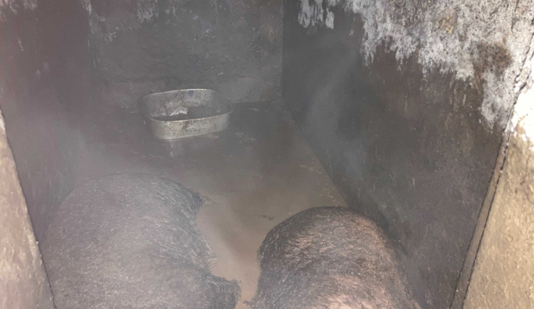 Za týrání prasat dostala chovatelka z Turnovska pokutu, řeší se u ní i další zvířata