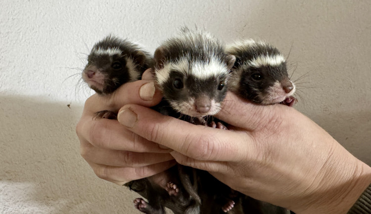 Rozkošná trojčata zoril malých uvidí lidé pouze v Plzni, jde navíc o republikový prvoodchov