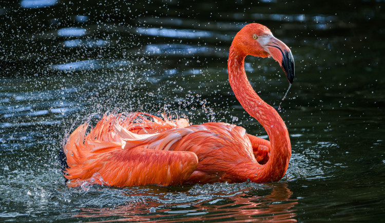 Veterináři potvrdili ptačí chřipku v Praze, veřejnosti nehrozí zvýšené riziko