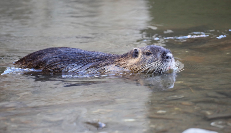 Nutrie měla zřejmě hlad, zašla si proto do fastfoodu u brněnského nádraží