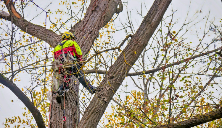Džungle mezi domy v Hradci Králové dostane nový střih a řád