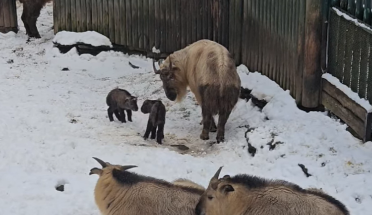 V liberecké zoo přišla na svět dvě mláďata takina čínského. Čeká se i třetí přírůstek