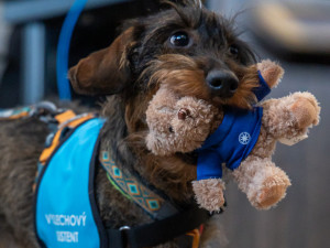 Nová pomocnice pražských policistů. Jezevčice Berta bude asistovat u výslechů