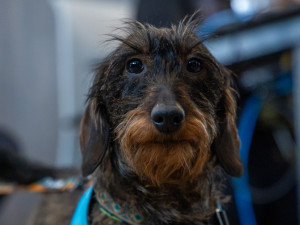 Nová pomocnice pražských policistů. Jezevčice Berta bude asistovat u výslechů