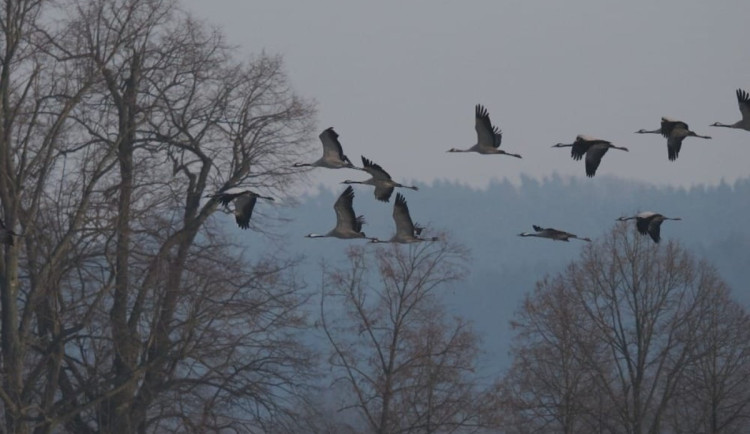 Elegantní jeřábi jsou zpět. Na Českolipsku ochranáři v týdnu napočítali přes 130 jedinců