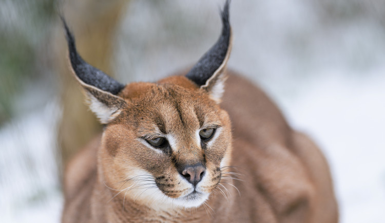 Karakalové Zoo Praha