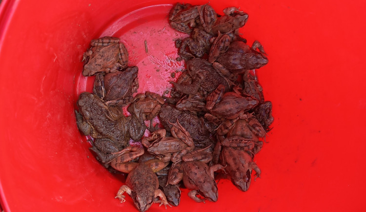 Žáby na pochodu. Přerovští studenti je budou v Žebračce přenášet přes silnici, aby neuhynuly