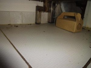 V restauraci u Karlova mostu běhali hlodavci, bobky našli i v kuchyni