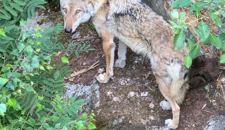 Vlci u Nového Boru. Mějte psy na vodítku, varuje radnice