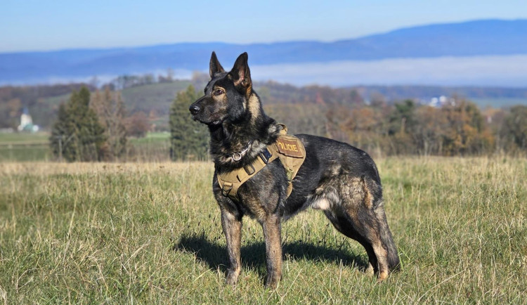 Adin v akci. Dva zlodějíčci rozbíjeli v Šumperku výlohy dlažebními kostkami, dostal je policejní pes